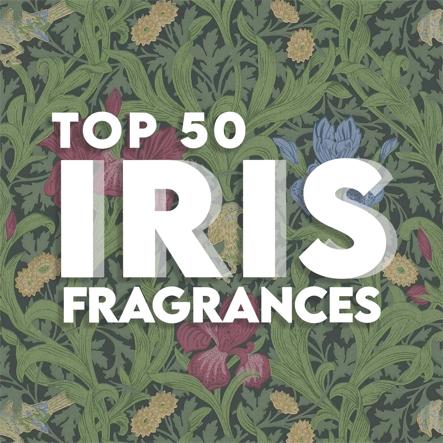 TOP 50 IRIS FRAGRANCES • ScentAdvice